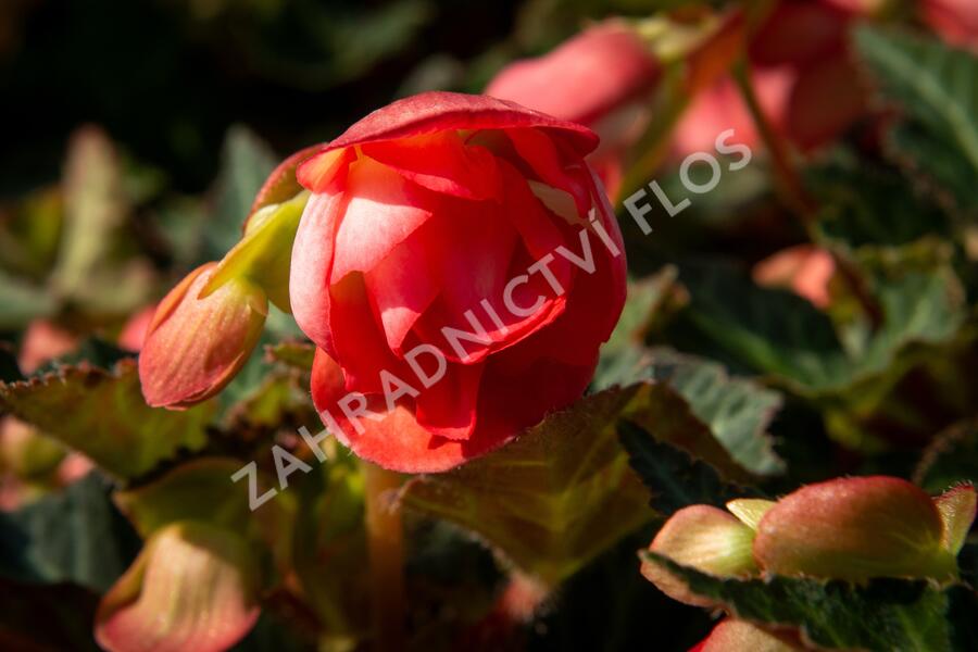 Begónie 'I'conia Miss Malibu' - Begonia 'I'conia Miss Malibu'