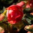 Begónie 'I'conia Miss Malibu' - Begonia 'I'conia Miss Malibu'