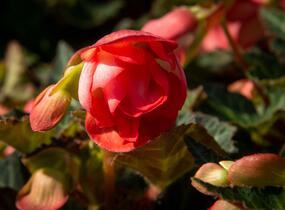 Begónie 'I'conia Miss Malibu' - Begonia 'I'conia Miss Malibu'