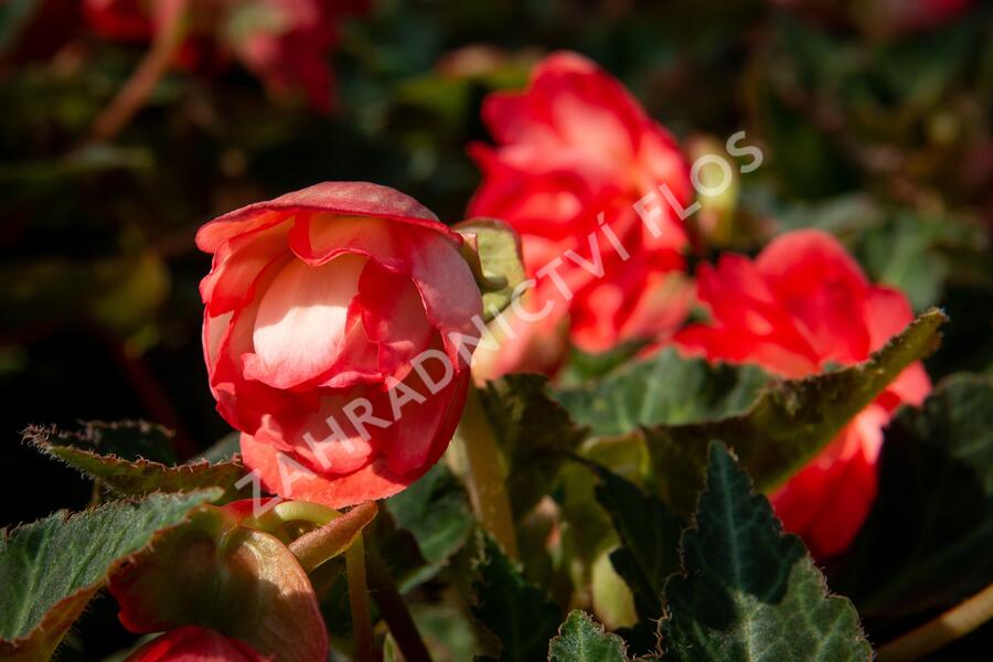 Begónie 'I'conia Miss Malibu' - Begonia 'I'conia Miss Malibu'