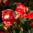 Begónie 'I'conia Miss Malibu' - Begonia 'I'conia Miss Malibu'