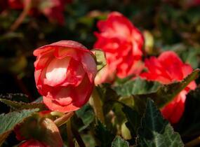 Begónie 'I'conia Miss Malibu' - Begonia 'I'conia Miss Malibu'