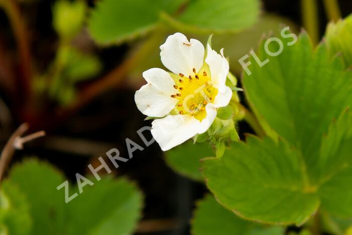Jahodník jednouplodící 'Lambada' - Fragaria ananassa 'Lambada'