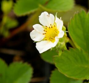 Jahodník jednouplodící 'Lambada' - Fragaria ananassa 'Lambada'