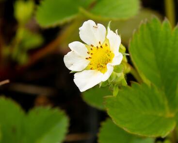 Jahodník jednouplodící 'Lambada'