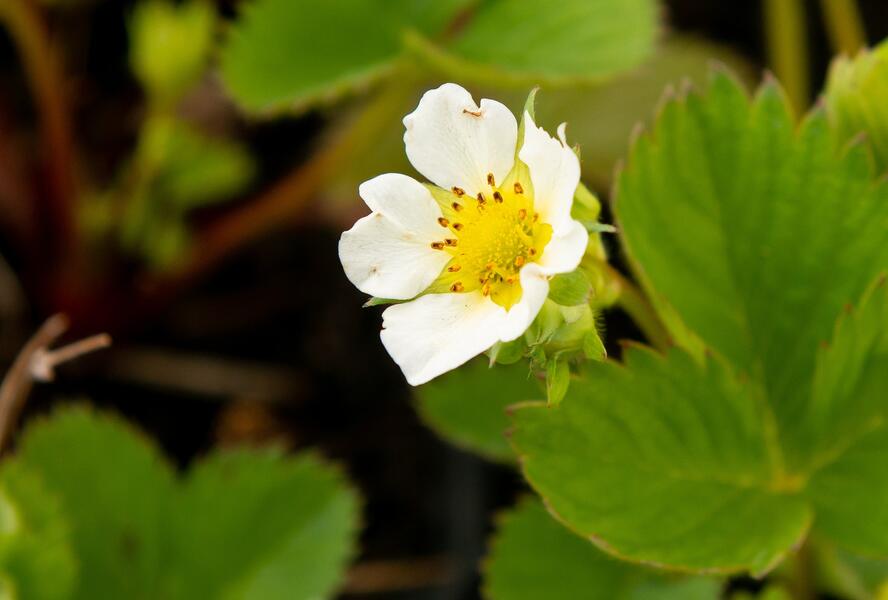 Jahodník jednouplodící 'Lambada' - Fragaria ananassa 'Lambada'