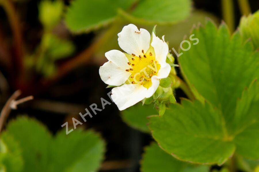 Jahodník jednouplodící 'Lambada' - Fragaria ananassa 'Lambada'