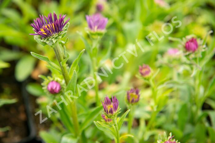 Hvězdnice alpská 'Beauty Blue' - Aster alpinus 'Beauty Blue'