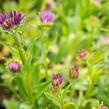 Hvězdnice alpská 'Beauty Blue' - Aster alpinus 'Beauty Blue'