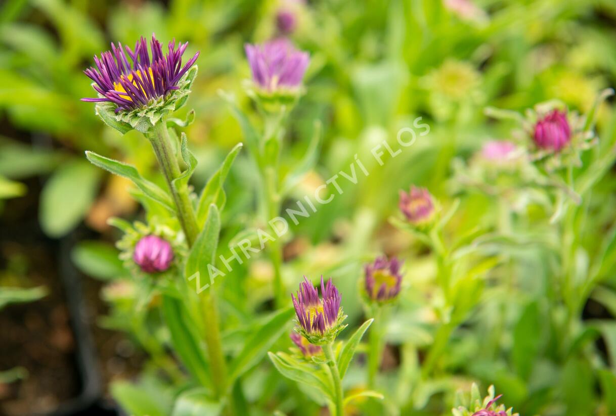 Hvězdnice alpská 'Beauty Blue' - Aster alpinus 'Beauty Blue'