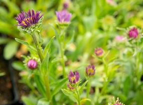 Hvězdnice alpská 'Beauty Blue' - Aster alpinus 'Beauty Blue'