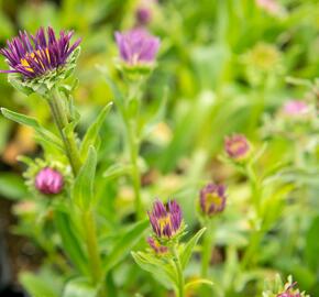 Hvězdnice alpská 'Beauty Blue' - Aster alpinus 'Beauty Blue'