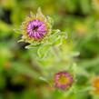 Hvězdnice alpská 'Beauty Blue' - Aster alpinus 'Beauty Blue'