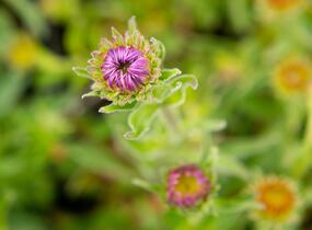 Hvězdnice alpská 'Beauty Blue' - Aster alpinus 'Beauty Blue'