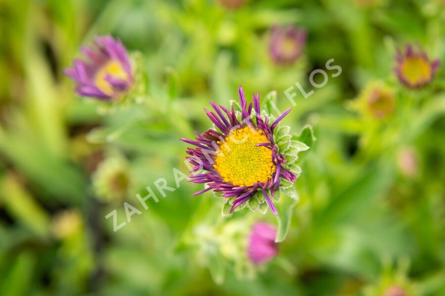Hvězdnice alpská 'Beauty Blue' - Aster alpinus 'Beauty Blue'