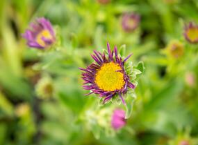 Hvězdnice alpská 'Beauty Blue' - Aster alpinus 'Beauty Blue'