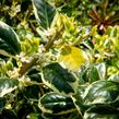 Cesmína obecná 'Silver van Tol' - Ilex aquifolium 'Silver van Tol'