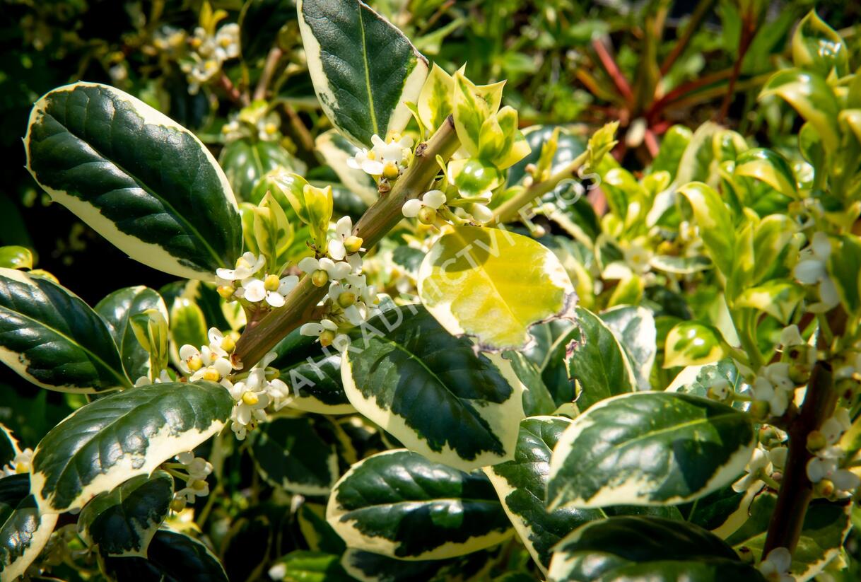 Cesmína obecná 'Silver van Tol' - Ilex aquifolium 'Silver van Tol'
