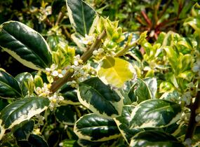 Cesmína obecná 'Silver van Tol' - Ilex aquifolium 'Silver van Tol'