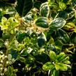 Cesmína obecná 'Silver van Tol' - Ilex aquifolium 'Silver van Tol'