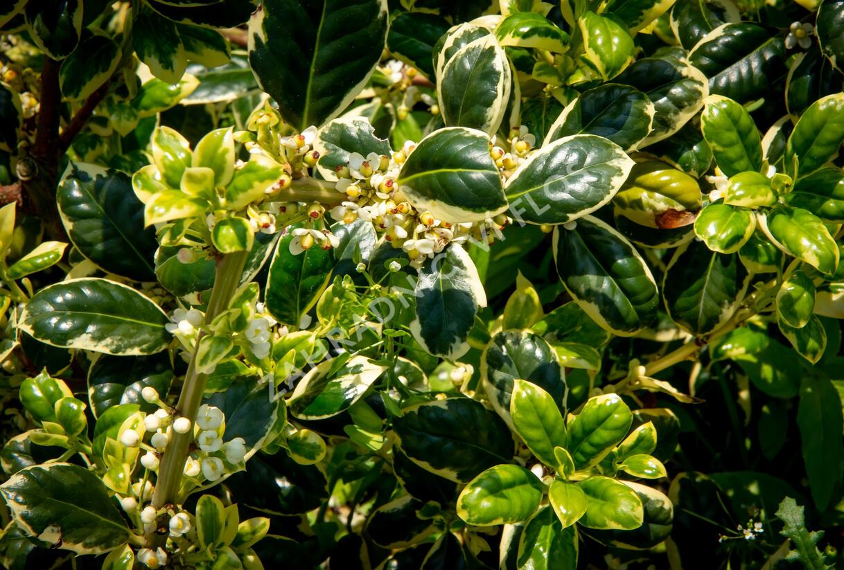 Cesmína obecná 'Silver van Tol' - Ilex aquifolium 'Silver van Tol'