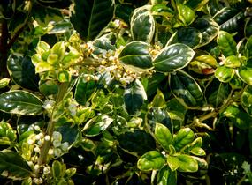 Cesmína obecná 'Silver van Tol' - Ilex aquifolium 'Silver van Tol'