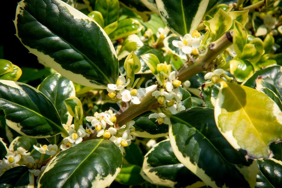 Cesmína obecná 'Silver van Tol' - Ilex aquifolium 'Silver van Tol'