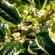 Cesmína obecná 'Silver van Tol' - Ilex aquifolium 'Silver van Tol'