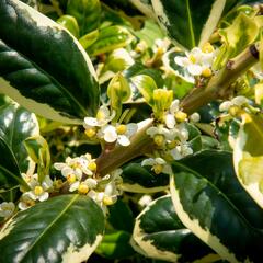 Cesmína obecná 'Silver van Tol' - Ilex aquifolium 'Silver van Tol'