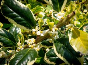 Cesmína obecná 'Silver van Tol' - Ilex aquifolium 'Silver van Tol'