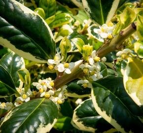 Cesmína obecná 'Silver van Tol' - Ilex aquifolium 'Silver van Tol'