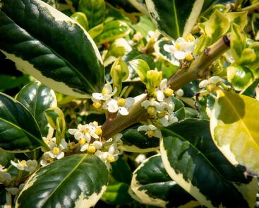Cesmína obecná 'Silver van Tol'