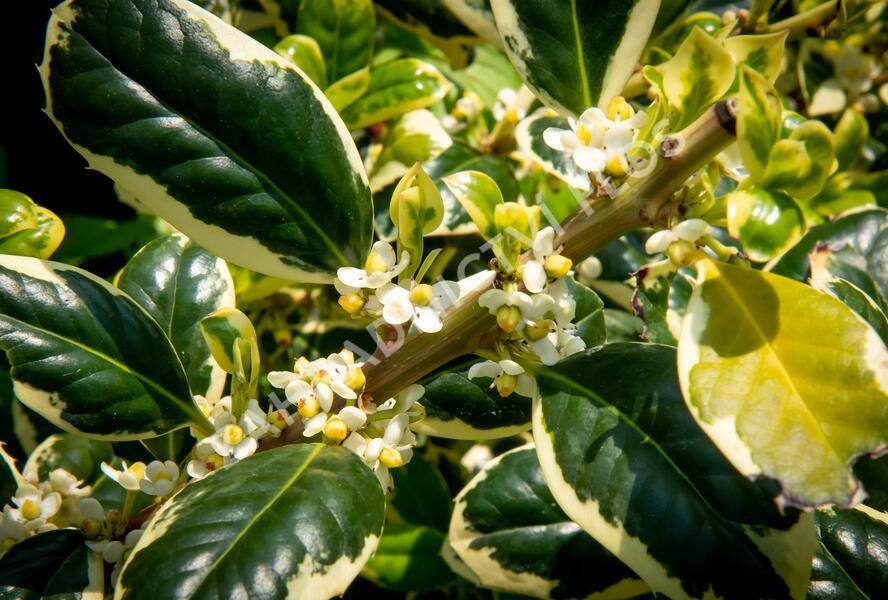 Cesmína obecná 'Silver van Tol' - Ilex aquifolium 'Silver van Tol'