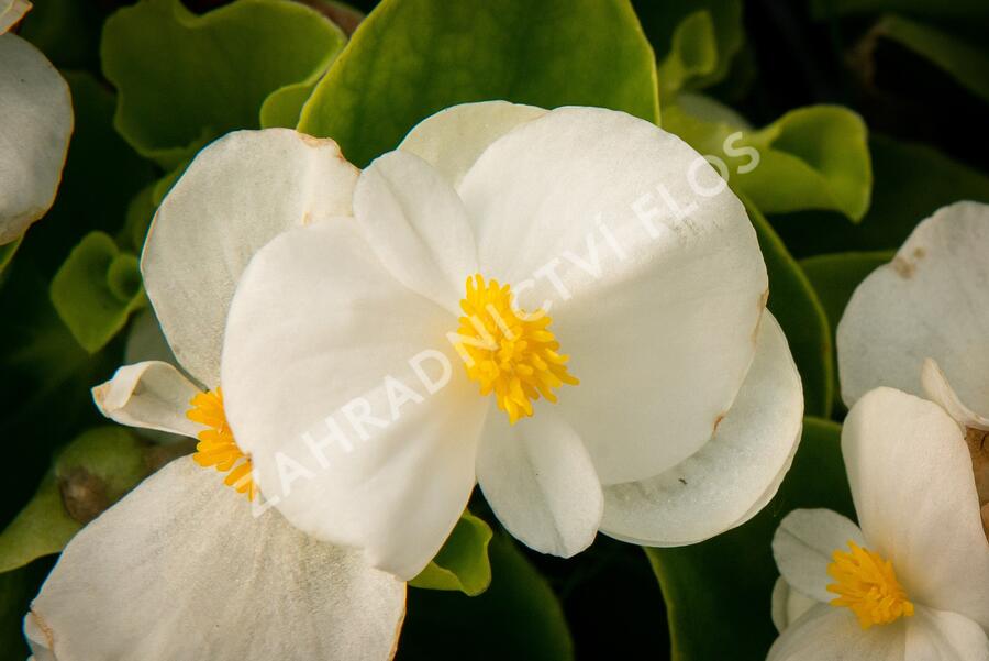 Begónie stálokvětá, ledovka, voskovka 'Brasil White' - Begonia semperflorens 'Brasil White'