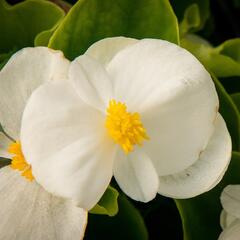 Begónie stálokvětá, ledovka, voskovka 'Brasil White' - Begonia semperflorens 'Brasil White'