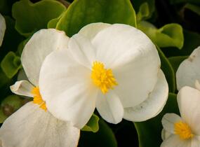 Begónie stálokvětá, ledovka, voskovka 'Brasil White' - Begonia semperflorens 'Brasil White'