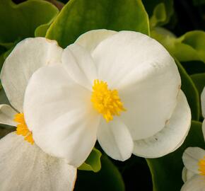 Begónie stálokvětá, ledovka, voskovka 'Brasil White' - Begonia semperflorens 'Brasil White'