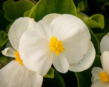 Begónie stálokvětá, ledovka, voskovka 'Brasil White'