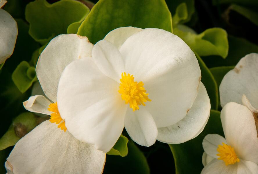 Begónie stálokvětá, ledovka, voskovka 'Brasil White' - Begonia semperflorens 'Brasil White'