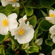 Begónie stálokvětá, ledovka, voskovka 'Brasil White' - Begonia semperflorens 'Brasil White'