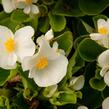 Begónie stálokvětá, ledovka, voskovka 'Brazil White' - Begonia semperflorens 'Brazil White'