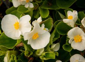Begónie stálokvětá, ledovka, voskovka 'Brasil White' - Begonia semperflorens 'Brasil White'