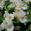 Begónie stálokvětá, ledovka, voskovka 'Brasil White' - Begonia semperflorens 'Brasil White'