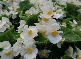 Begónie stálokvětá, ledovka, voskovka 'Brasil White' - Begonia semperflorens 'Brasil White'
