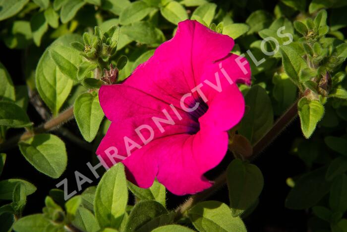 Petúnie 'Purple' - Petunia hybrida Surfinia 'Purple'