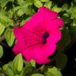 Petúnie 'Purple' - Petunia hybrida Surfinia 'Purple'