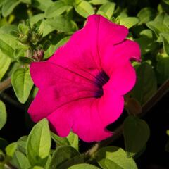 Petúnie 'Purple' - Petunia hybrida Surfinia 'Purple'