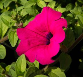 Petúnie 'Purple' - Petunia hybrida Surfinia 'Purple'