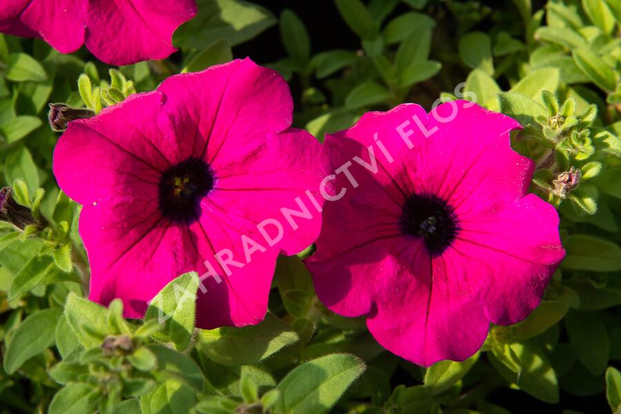Petúnie 'Purple' - Petunia hybrida Surfinia 'Purple'