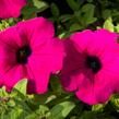 Petúnie 'Purple' - Petunia hybrida Surfinia 'Purple'
